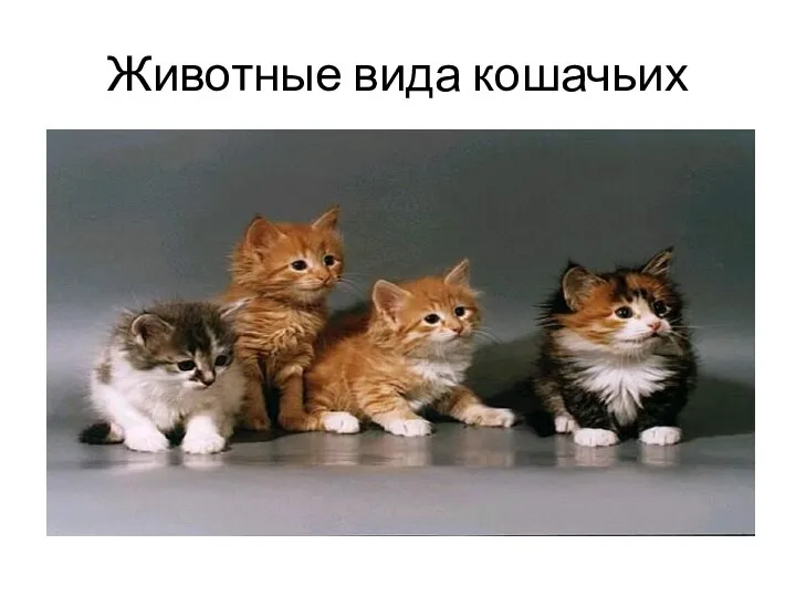 Животные вида кошачьих