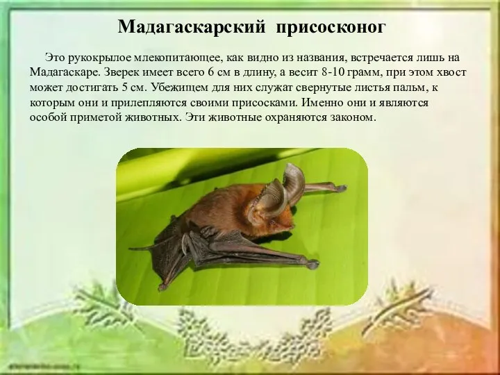 Мадагаскарский присосконог Это рукокрылое млекопитающее, как видно из названия, встречается лишь на Мадагаскаре.