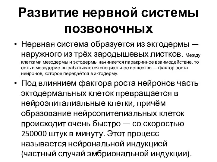 Развитие нервной системы позвоночных Нервная система образуется из эктодермы —