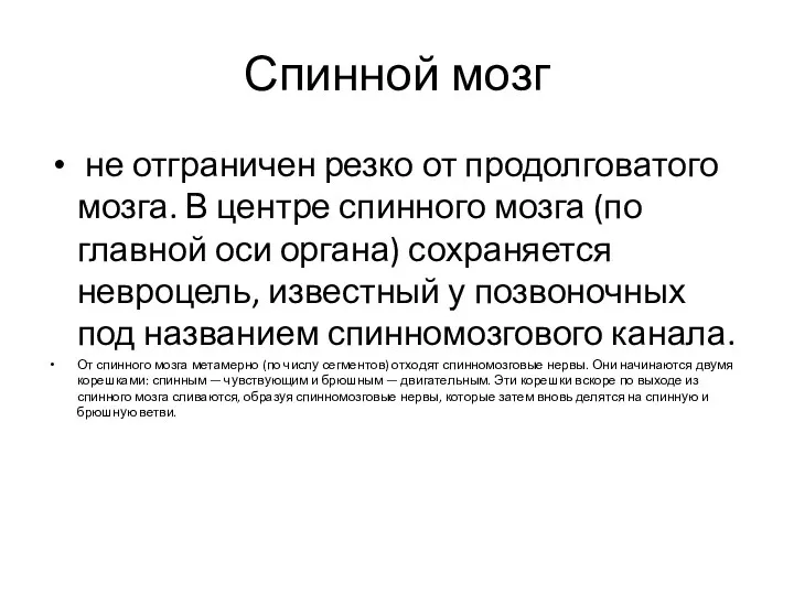 Спинной мозг не отграничен резко от продолговатого мозга. В центре