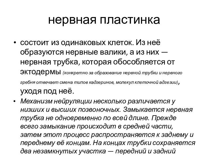 нервная пластинка состоит из одинаковых клеток. Из неё образуются нервные