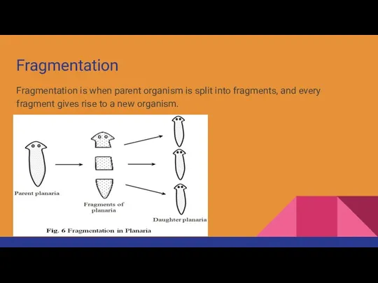 Fragmentation Fragmentation is when parent organism is split into fragments,