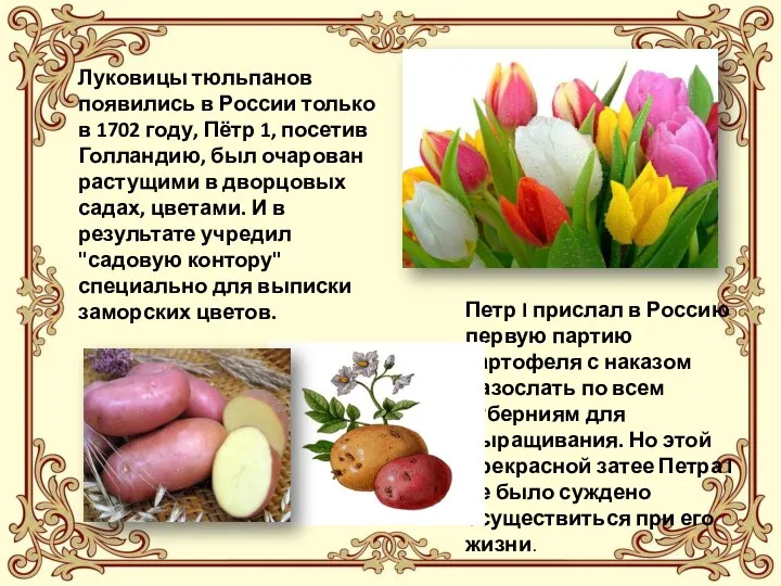 Луковицы тюльпанов появились в России только в 1702 году, Пётр 1, посетив Голландию,