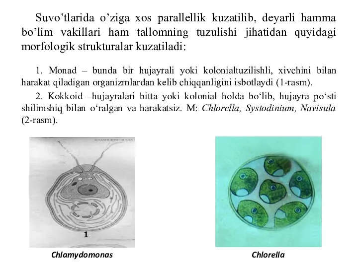 Suvo’tlarida o’ziga xos parallellik kuzatilib, deyarli hamma bo’lim vakillari ham