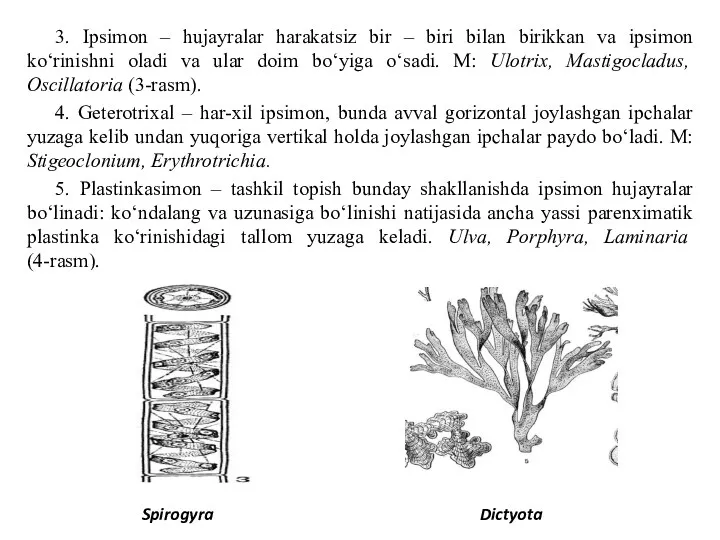 3. Ipsimon – hujayralar harakatsiz bir – biri bilan birikkan