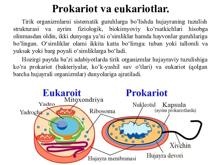 Prokariot va eukariotlar. Tirik organizmlarni sistematik guruhlarga bo’lishda hujayraning tuzulish