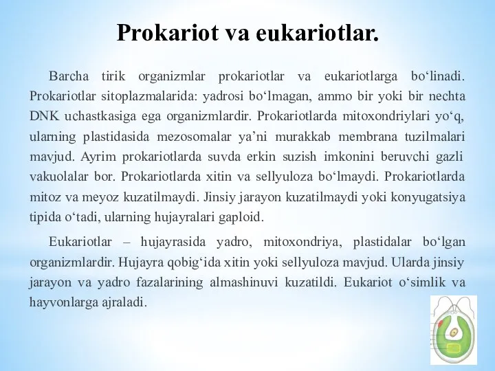 Prokariot va eukariotlar. Barcha tirik organizmlar prokariotlar va eukariotlarga bo‘linadi.