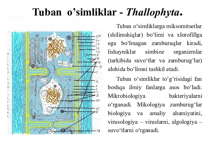 Tuban o’simliklar - Thallophyta. Tuban o‘simliklarga miksomitsetlar (shilimshiqlar) bo‘limi va