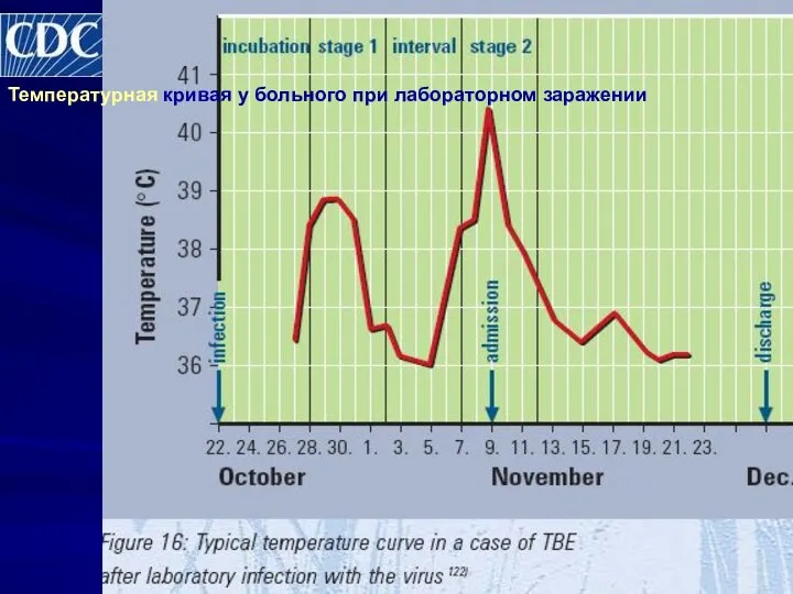 Температурная кривая у больного при лабораторном заражении