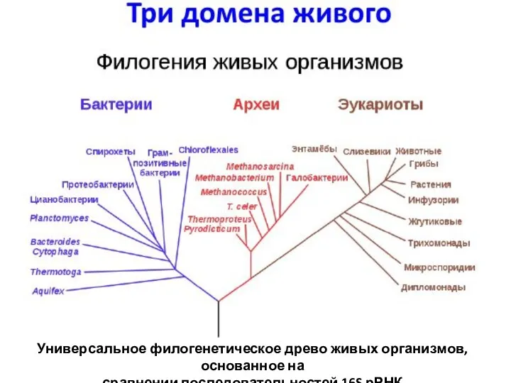 Универсальное филогенетическое древо живых организмов, основанное на сравнении последовательностей 16S рРНК