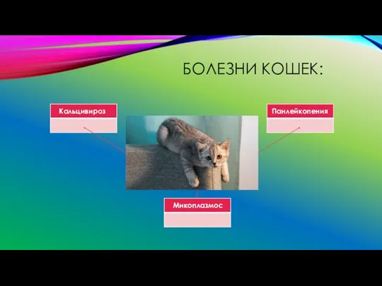 БОЛЕЗНИ КОШЕК: