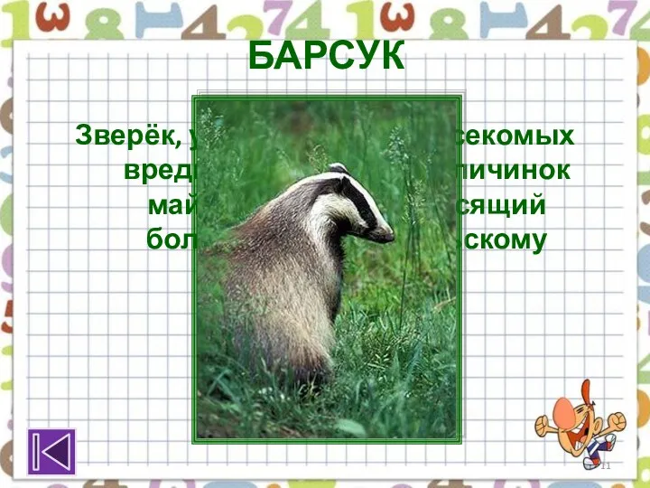 БАРСУК Зверёк, уничтожающий насекомых вредителей, особенно личинок майского жука, приносящий большую пользу сельскому хозяйству