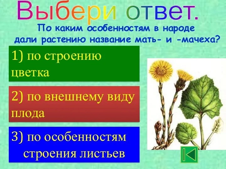 Выбери ответ. 1) по строению цветка 3) по особенностям строения листьев 2) по