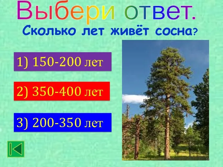 Выбери ответ. 1) 150-200 лет 3) 200-350 лет 2) 350-400 лет Сколько лет живёт сосна?