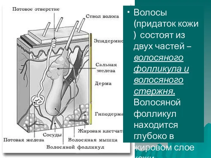 Волосы (придаток кожи ) состоят из двух частей – волосяного