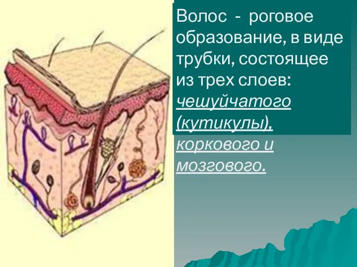 Волос - роговое образование, в виде трубки, состоящее из трех слоев: чешуйчатого (кутикулы), коркового и мозгового.