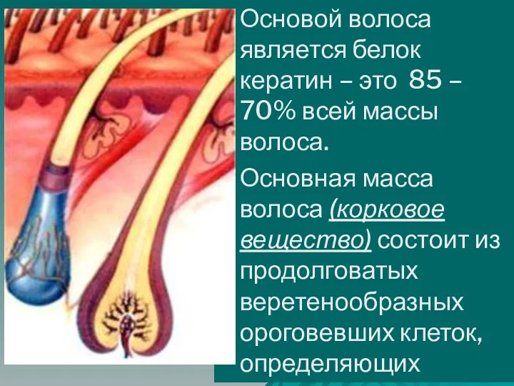 Основой волоса является белок кератин – это 85 – 70%