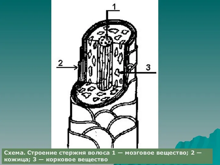 Схема. Строение стержня волоса 1 — мозговое вещество; 2 — кожица; 3 — корковое вещество