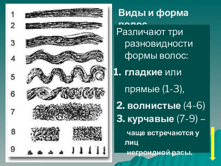 Виды и форма волос Различают три разновидности формы волос: гладкие