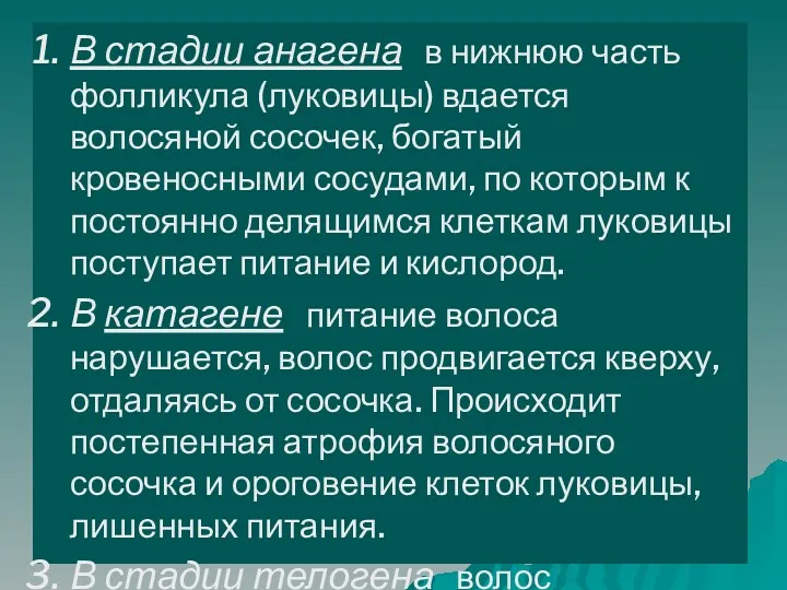 В стадии анагена в нижнюю часть фолликула (луковицы) вдается волосяной