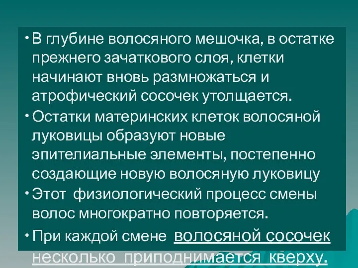 В глубине волосяного мешочка, в остатке прежнего зачаткового слоя, клетки