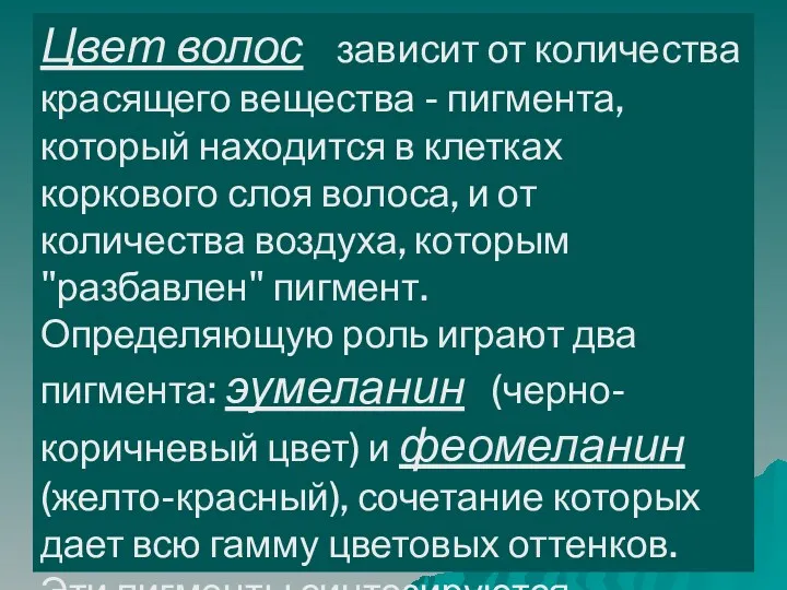 Цвет волос зависит от количества красящего вещества - пигмента, который