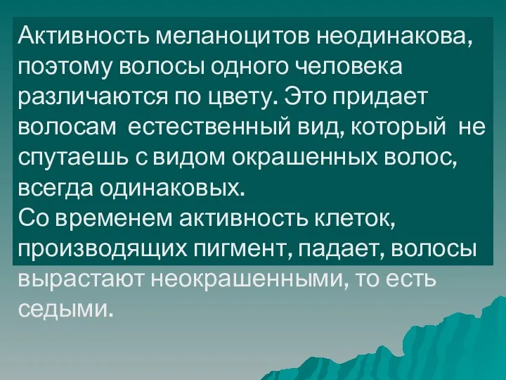 Активность меланоцитов неодинакова, поэтому волосы одного человека различаются по цвету.