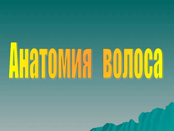 Анатомия волоса