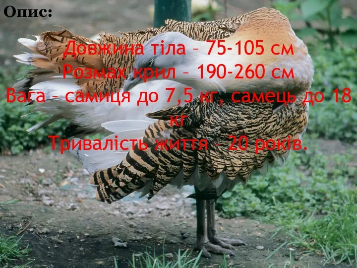 Довжина тіла – 75-105 cм Розмах крил – 190-260 см