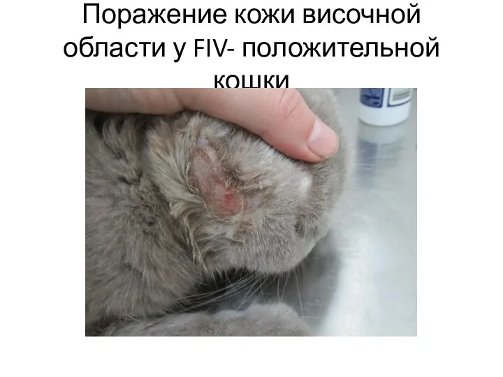 Поражение кожи височной области у FIV- положительной кошки