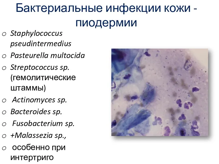 Бактериальные инфекции кожи - пиодермии Staphylococcus pseudintermedius Pasteurella multocida Streptococcus