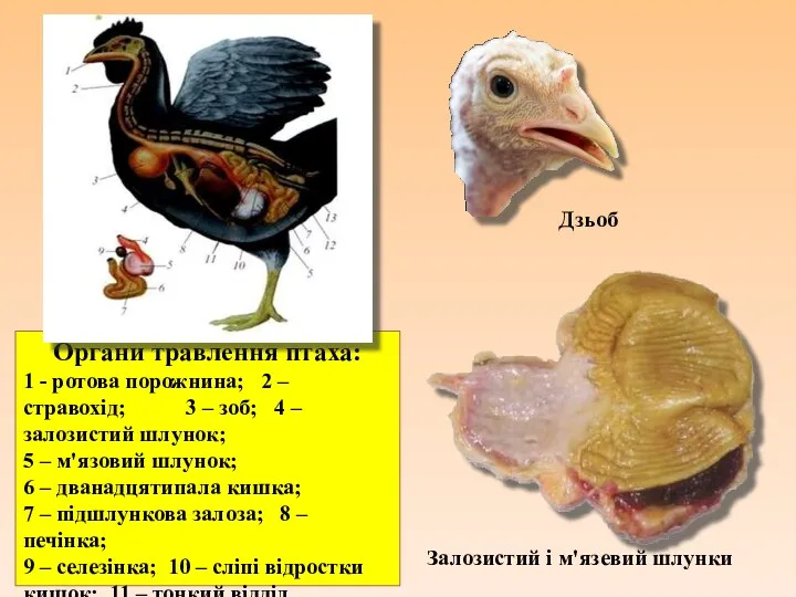 Органи травлення птаха: 1 - ротова порожнина; 2 – стравохід;