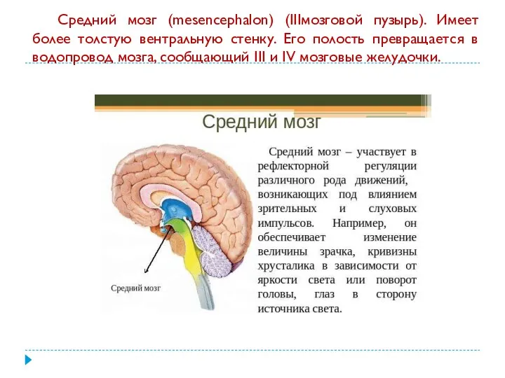 Средний мозг (mesencephalon) (IIIмозговой пузырь). Имеет более толстую вентральную стенку. Его полость превращается
