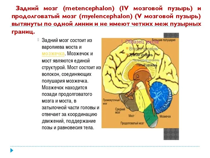 Задний мозг (metencephalon) (IV мозговой пузырь) и продолговатый мозг (myelencephalon) (V мозговой пузырь)