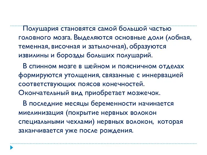 Полушария становятся самой большой частью головного мозга. Выделяются основные доли (лобная, теменная, височная