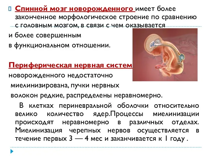 Спинной мозг новорожденного имеет более законченное морфологическое строение по сравнению