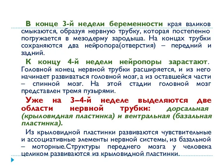 В конце 3-й недели беременности края валиков смыкаются, образуя нервную трубку, которая постепенно