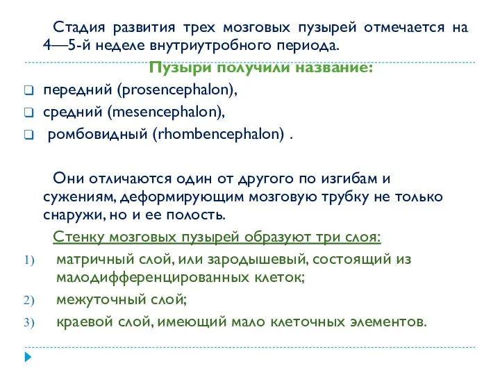 Стадия развития трех мозговых пузырей отмечается на 4—5-й неделе внутриутробного