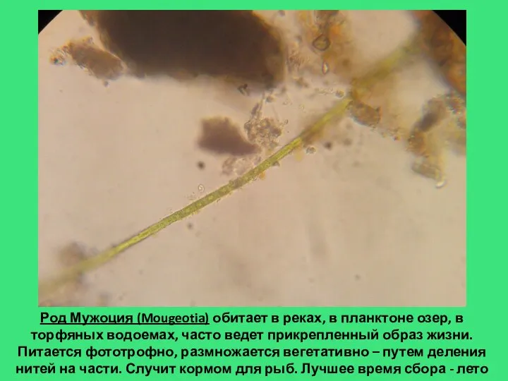 Род Мужоция (Mougeotia) обитает в реках, в планктоне озер, в
