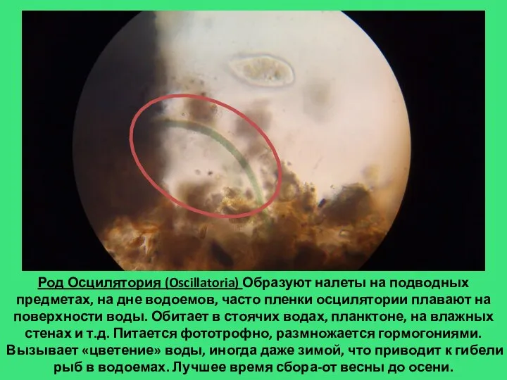Род Осцилятория (Oscillatoria) Образуют налеты на подводных предметах, на дне