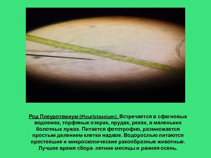 Род Плеуротемиум (Pleurlotaenium). Встречается в сфагновых водоемах, торфяных озерах, прудах,