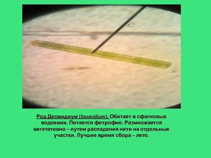 Род Десмидиум (Desmidium). Обитает в сфагновых водоемах. Питается фотрофно. Размножается