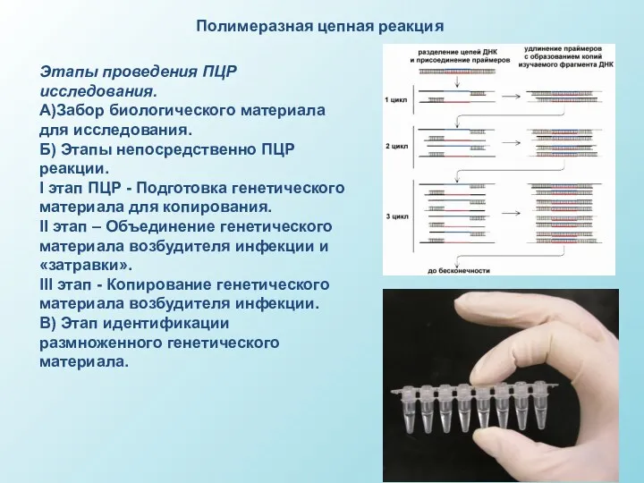 Полимеразная цепная реакция Этапы проведения ПЦР исследования. А)Забор биологического материала