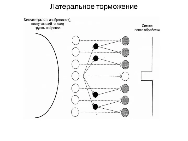 Латеральное торможение