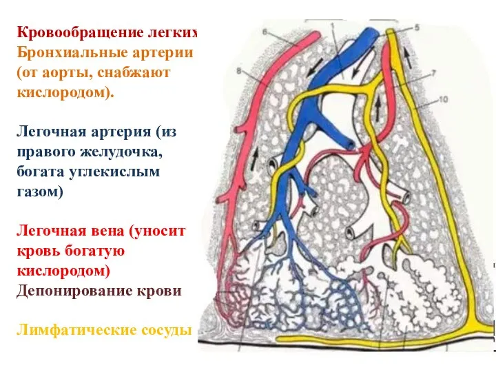 Кровообращение легких Бронхиальные артерии (от аорты, снабжают кислородом). Легочная артерия