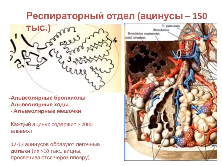 Респираторный отдел (ацинусы – 150 тыс.) Альвеолярные бронхиолы Альвеолярные ходы