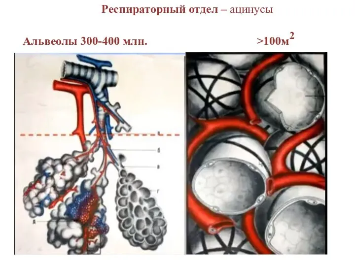 Респираторный отдел – ацинусы Альвеолы 300-400 млн. >100м2