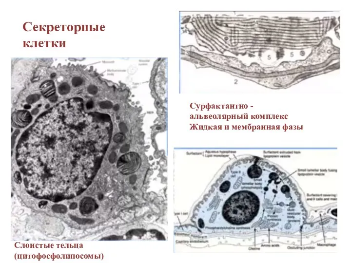 Сурфактантно - альвеолярный комплекс Жидкая и мембранная фазы Секреторные клетки Слоистые тельца (цитофосфолипосомы)