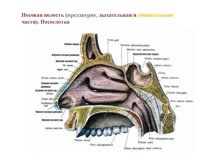 Носовая полость (преддверие, дыхательная и обонятельная части). Носоглотка