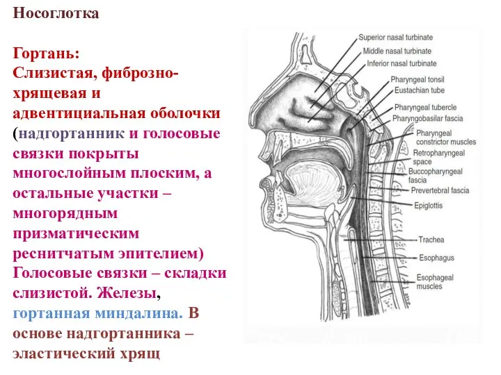 Носоглотка Гортань: Слизистая, фиброзно-хрящевая и адвентициальная оболочки (надгортанник и голосовые